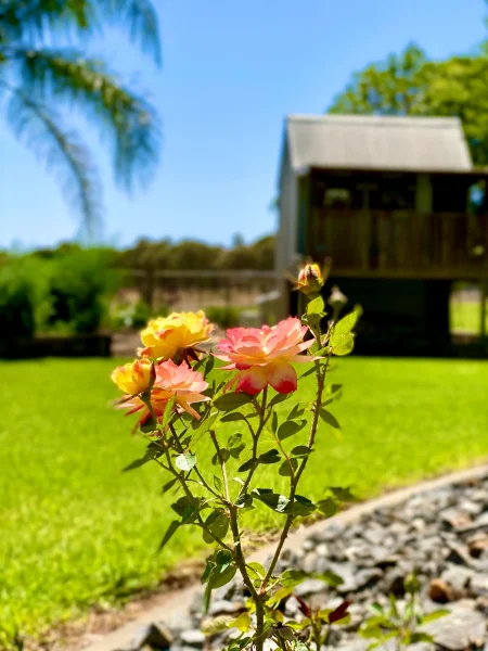 Красивые желтый и розовой цветки в саду на ферме - силён ли один?