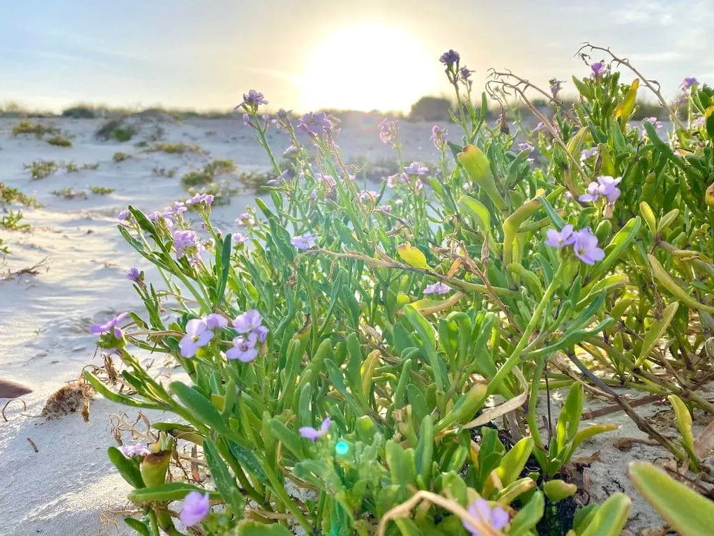Божественный, восхитительный восход на пляже, зелень, фиолетовые цветочки.